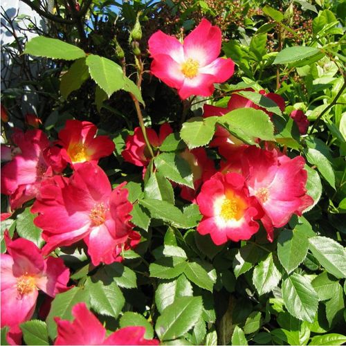 Gärtnerei - Rosa Coctail® - rot-gelb - park und strauchrosen - mittel-stark duftend - Francis Meilland - Sehr attraktive Sorte gruppenweise blühend, stark dornig, auseinander biegend